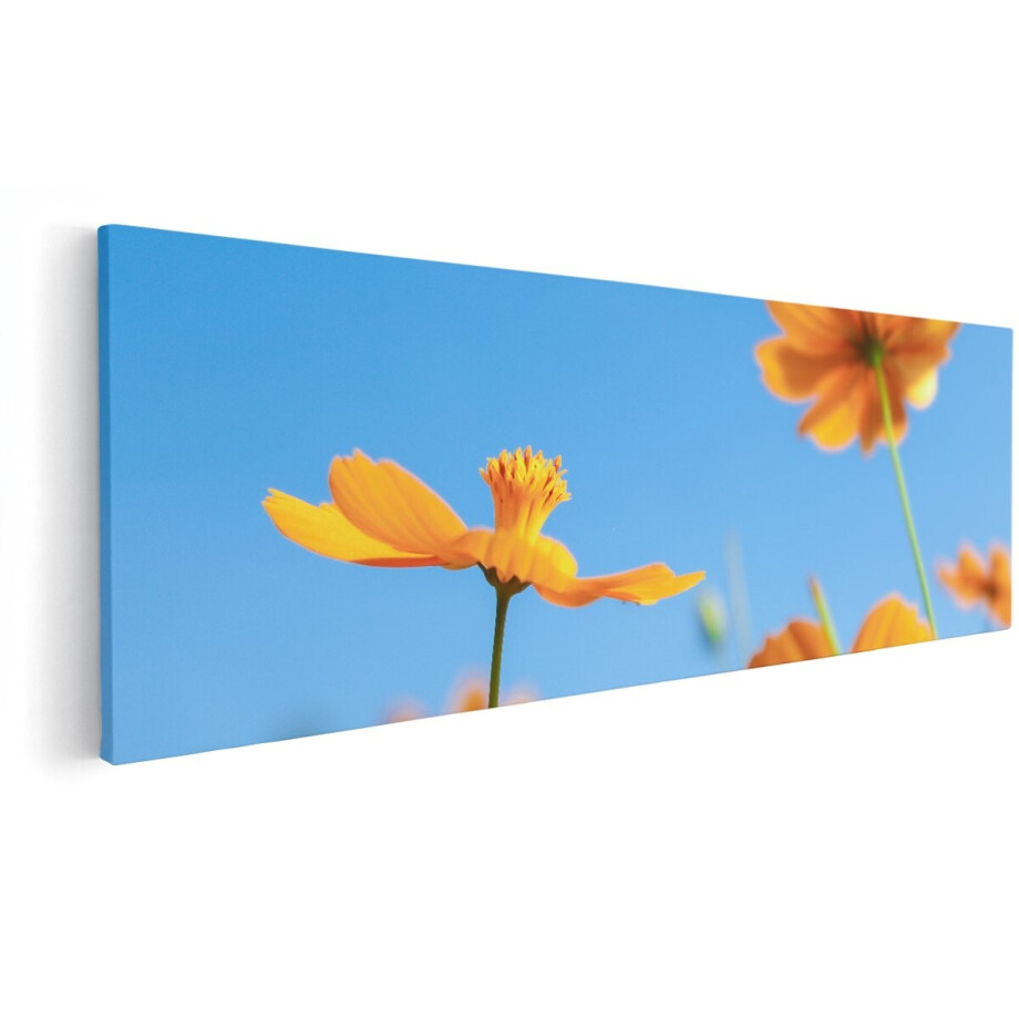 Artaza Canvas Schilderij Oranje Cosmea Bloemen - 150x50 cm - Groot - Wanddecoratie Woonkamer - Schilderijen - Muurdecoratie Artaza Canvas Schilderij Oranje Cosmea Bloemen - 150x50 cm - Groot - Wanddecoratie Woonkamer - Schilderijen - Muurdecoratie afbeelding 1