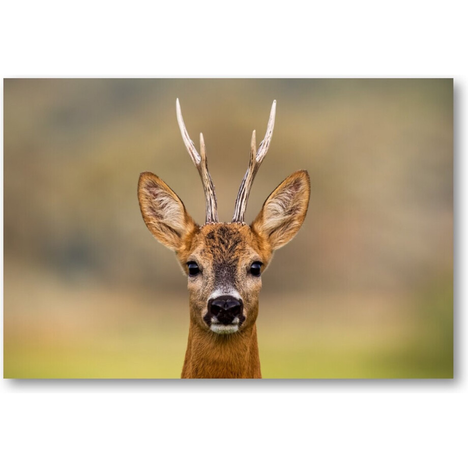 Hert Portret - 90x60 Canvas Liggend - Dieren afbeelding 1