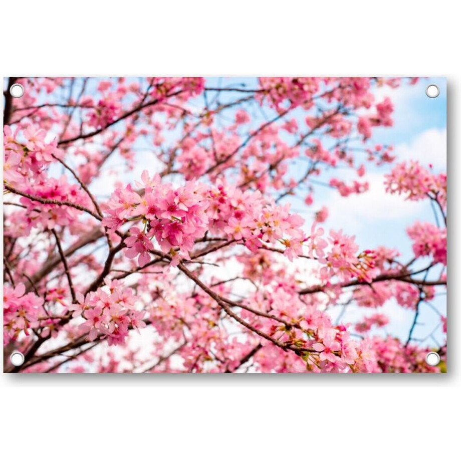 Roze Bloesem met een Blauwe Lucht - Tuinposter 120x80 - Wanddecoratie - Besteposter - Landschap - Natuur - Bloemen Roze Bloesem met een Blauwe Lucht - Tuinposter 120x80 - Wanddecoratie - Besteposter - Landschap - Natuur - Bloemen afbeelding 1