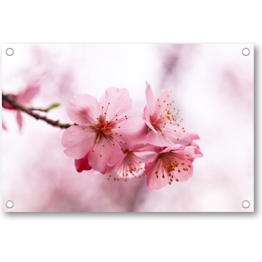 Roze Bloesem - Tuinposter 90x60 - Wanddecoratie - Minimalist - Natuur - Bloemen afbeelding 1