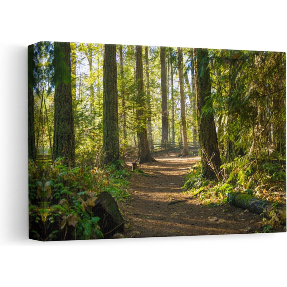 Artaza Canvas Schilderij Voetpad in het Bos - 30x20 - Klein - Foto Op Canvas - Canvas Print afbeelding 1