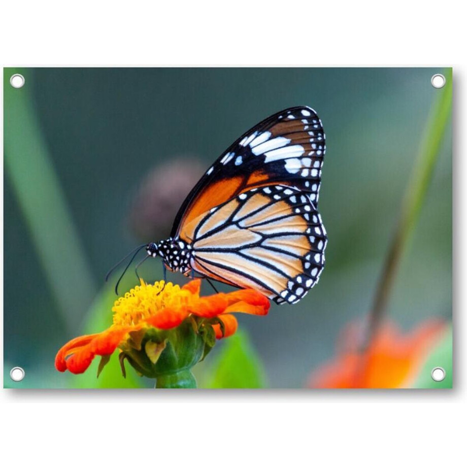 Close-up shot van een prachtige vlinder op een bloem met oranje bloemblaadjes - Tuinposter 70x50 - Wanddecoratie - afbeelding 1