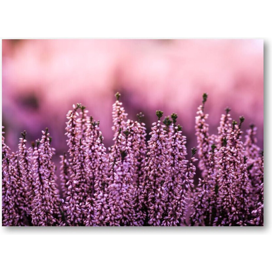 Lavendel in een lavendelveld - 70x50 Canvas Liggend - Natuur - Bloemen afbeelding 1