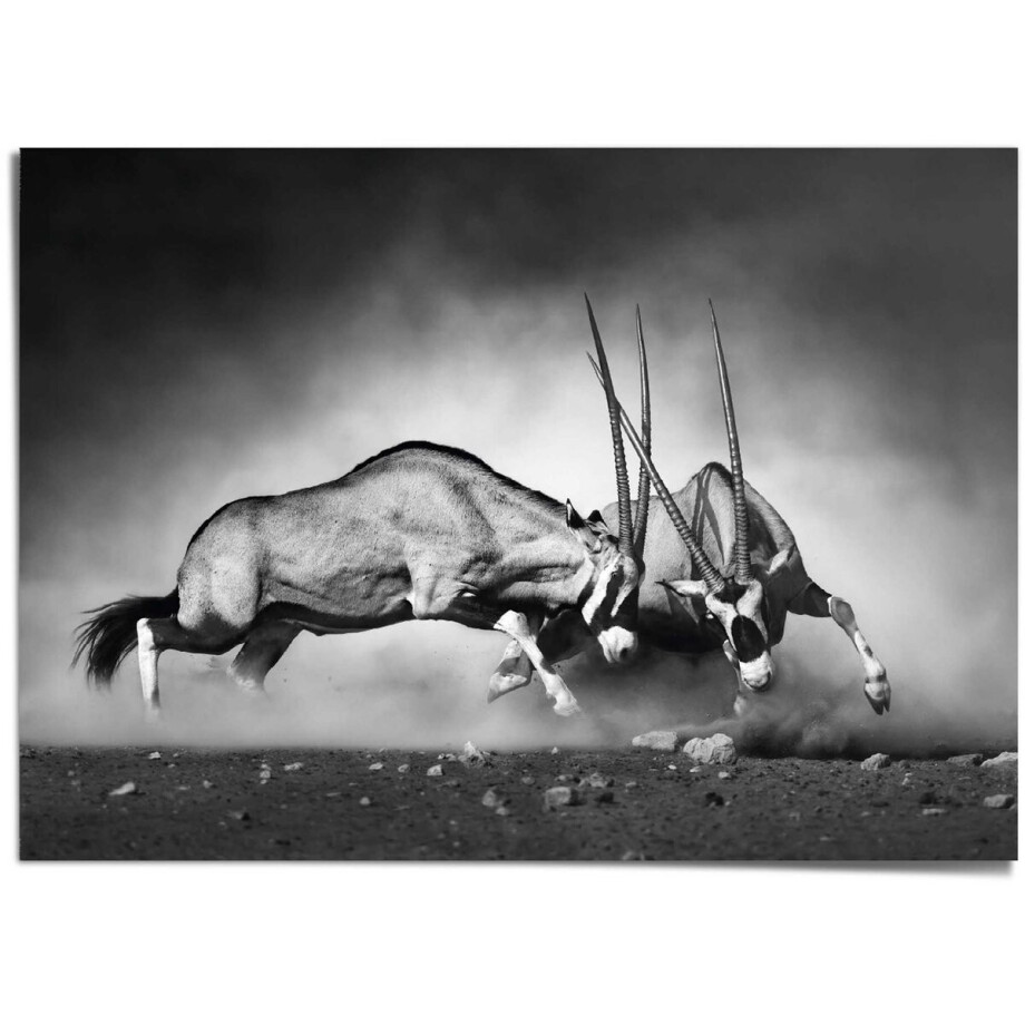 XXL Poster Gemsbok - 100 x 140 - Papier - REINDERS XXL Poster Gemsbok - 100 x 140 - Papier - REINDERS afbeelding 1