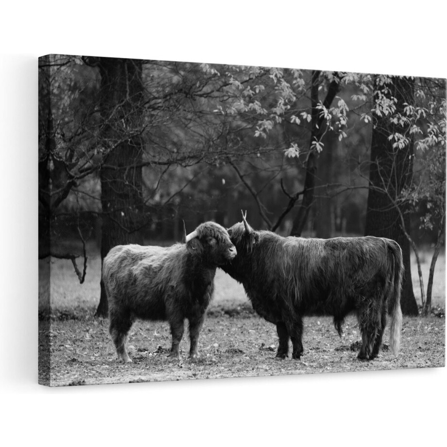 Artaza Canvas Schilderij Schotse Hooglander - 90x60 cm - Wanddecoratie Woonkamer - Muurdecoratie Dieren - Zwart Wit afbeelding 1