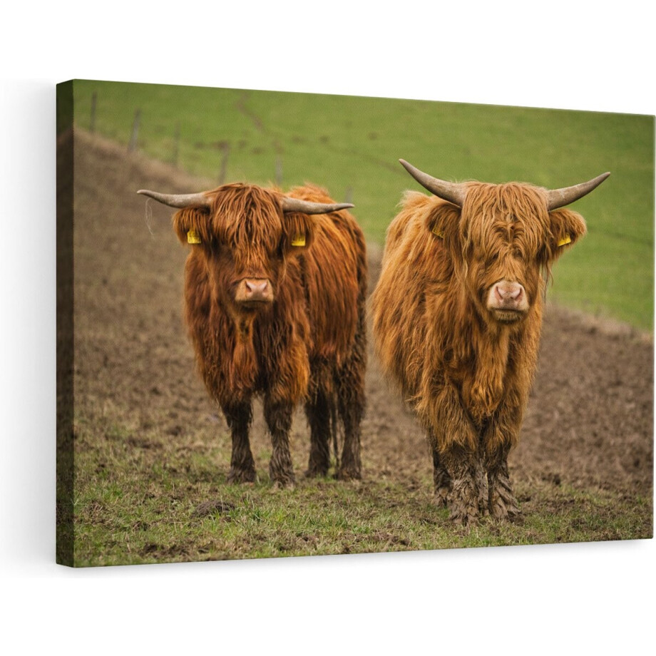 Artaza Canvas Schilderij - Twee Schotse Hooglanders in de Weide - 90x60 - Foto Op Canvas - Canvas Print - Muurdecoratie afbeelding 1