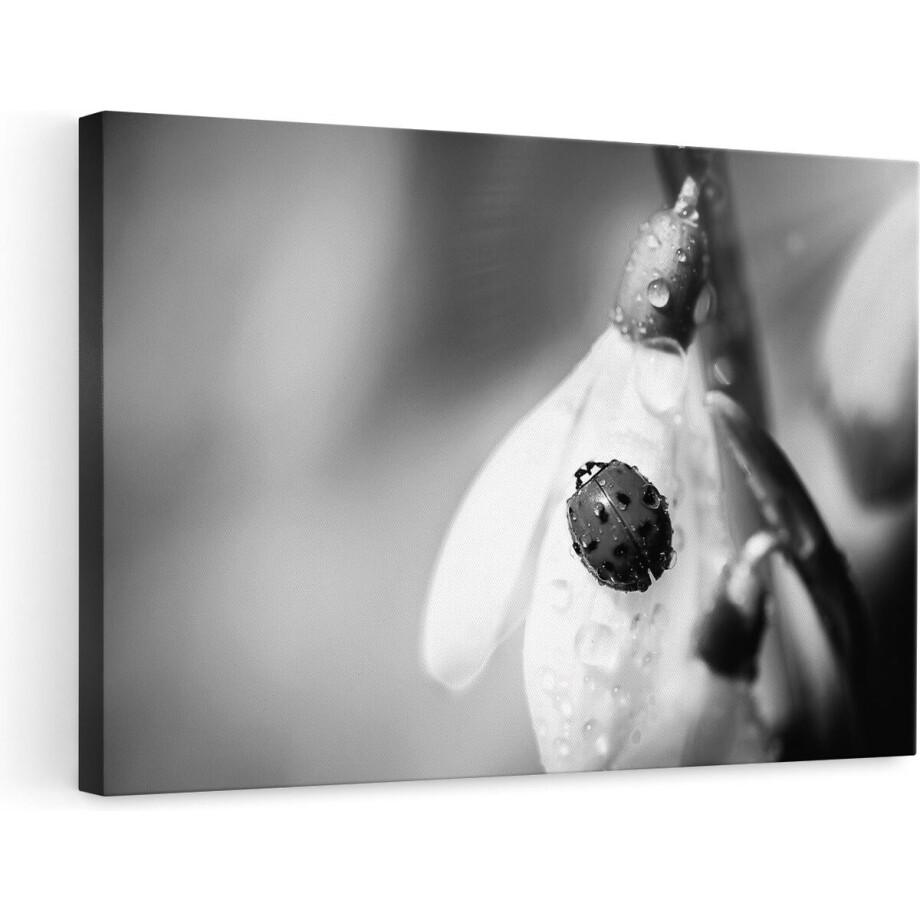 Artaza Canvas Schilderij - Lieveheersbeestje op een Sneeuwklokje Bloem - Zwart Wit - 90x60 - Foto Op Canvas - Canvas Print - Muurdecoratie afbeelding 1