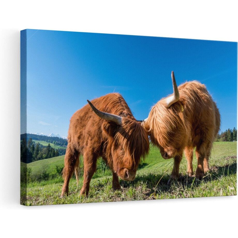 Artaza Canvas Schilderij - Twee Schotse Hooglanders op een Heuvel - 90x60 - Foto Op Canvas - Canvas Print - Muurdecoratie Artaza Canvas Schilderij - Twee Schotse Hooglanders op een Heuvel - 90x60 - Foto Op Canvas - Canvas Print - Muurdecoratie afbeelding 1
