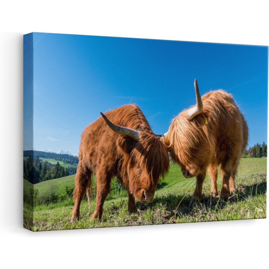 Artaza - Canvas Schilderij - Twee Schotse Hooglanders op een Heuvel - 60x40 - Foto Op Canvas - Canvas Print afbeelding 1