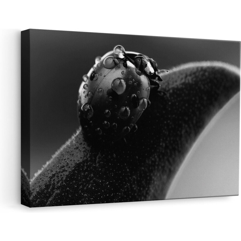Artaza - Canvas Schilderij - Lieveheersbeestje op een Blad met Waterdruppels - Zwart Wit - 60x40 - Foto Op Canvas - Canvas Print afbeelding 1