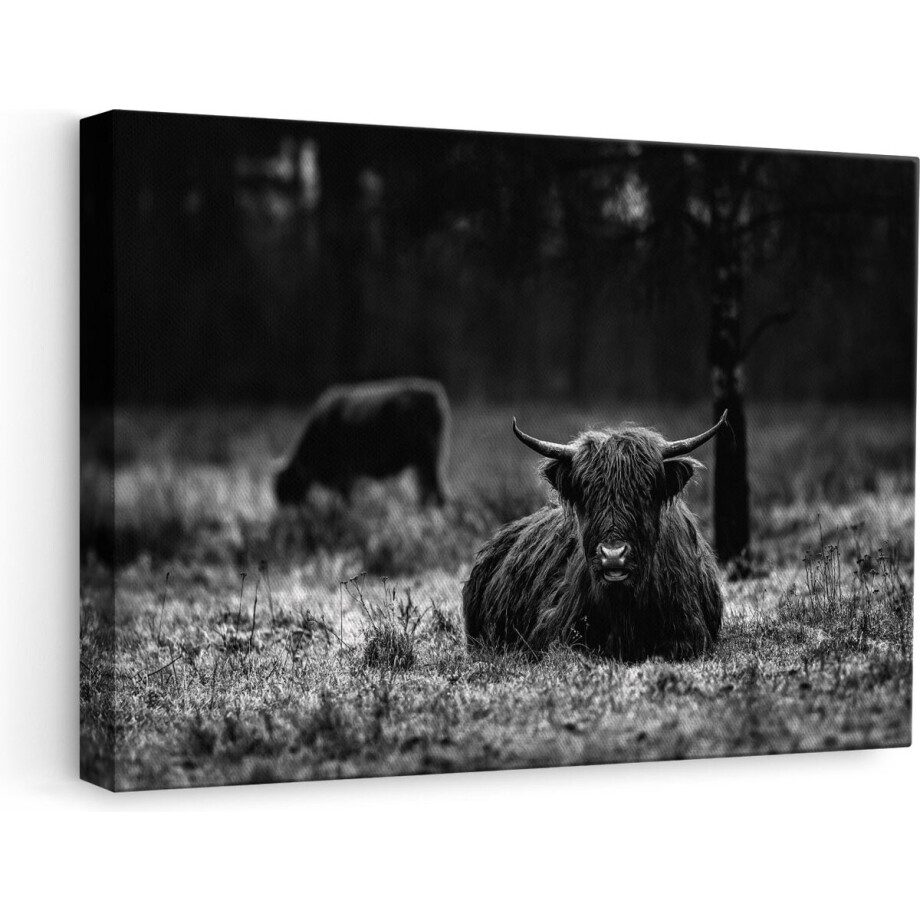 Artaza - Canvas Schilderij - Schotse Hooglanders in de Weide - Zwart Wit - 60x40 - Foto Op Canvas - Canvas Print Artaza - Canvas Schilderij - Schotse Hooglanders in de Weide - Zwart Wit - 60x40 - Foto Op Canvas - Canvas Print afbeelding 1