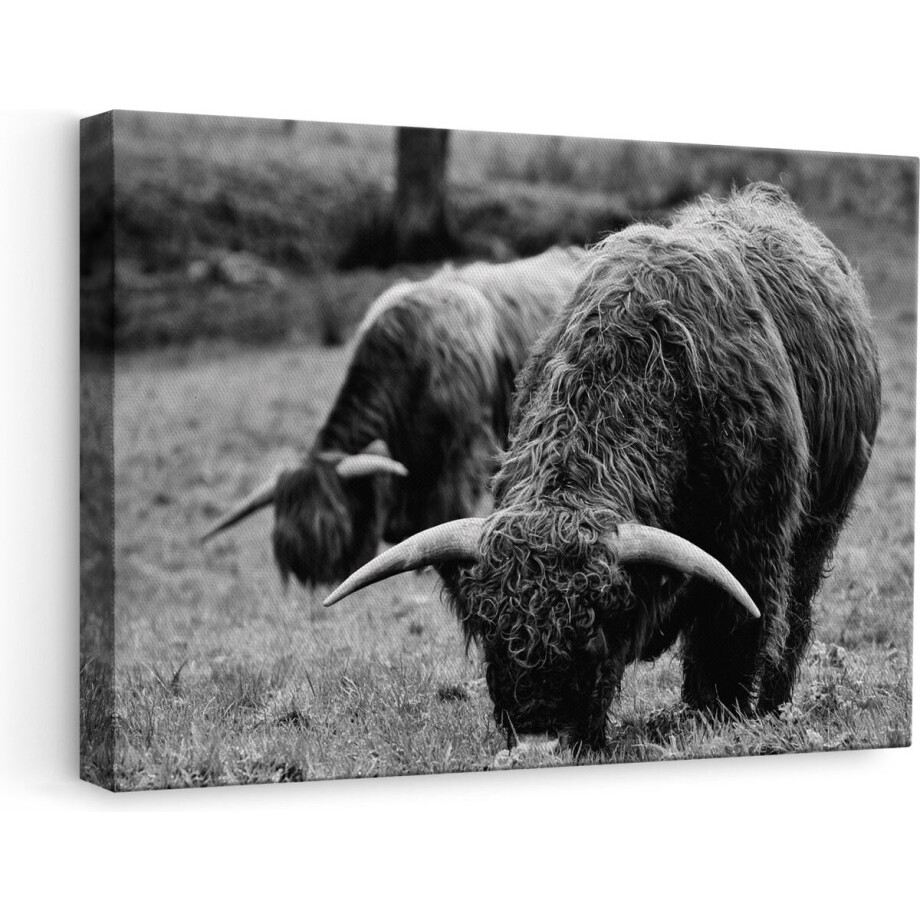 Artaza - Canvas Schilderij - Twee Schotse Hooglanders Koeien Grazen Gras - Zwart Wit - 60x40 - Foto Op Canvas - Canvas Print afbeelding 1