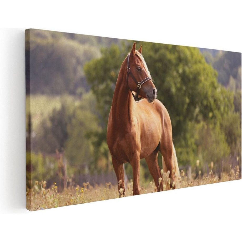Artaza Canvas Schilderij Bruin Paard In De Wei - 40x20 - Klein - Foto Op Canvas - Canvas Print afbeelding 1
