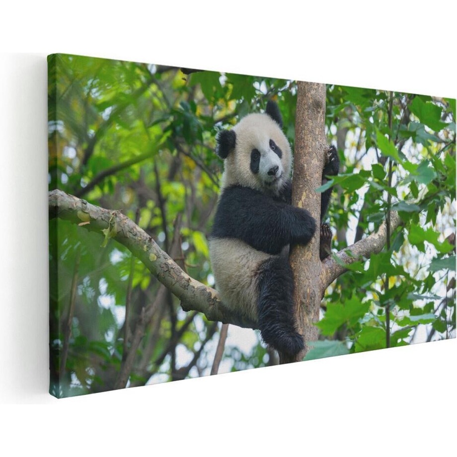 Artaza Canvas Schilderij Panda in de Bomen - 40x20 - Klein - Foto Op Canvas - Canvas Print Artaza Canvas Schilderij Panda in de Bomen - 40x20 - Klein - Foto Op Canvas - Canvas Print afbeelding 1