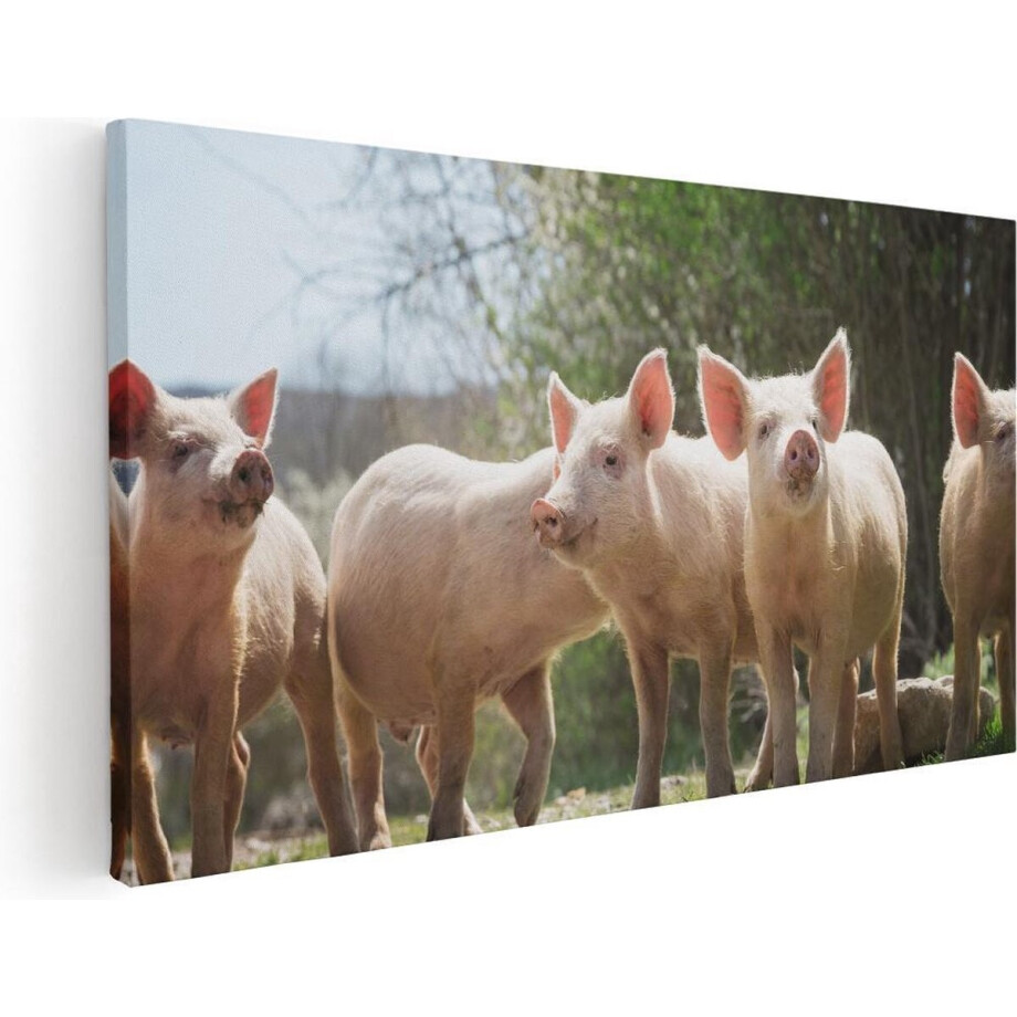 Artaza Canvas Schilderij Groep Jonge Varkens - 100x50 - Groot - Foto Op Canvas - Canvas Print Artaza Canvas Schilderij Groep Jonge Varkens - 100x50 - Groot - Foto Op Canvas - Canvas Print afbeelding 1