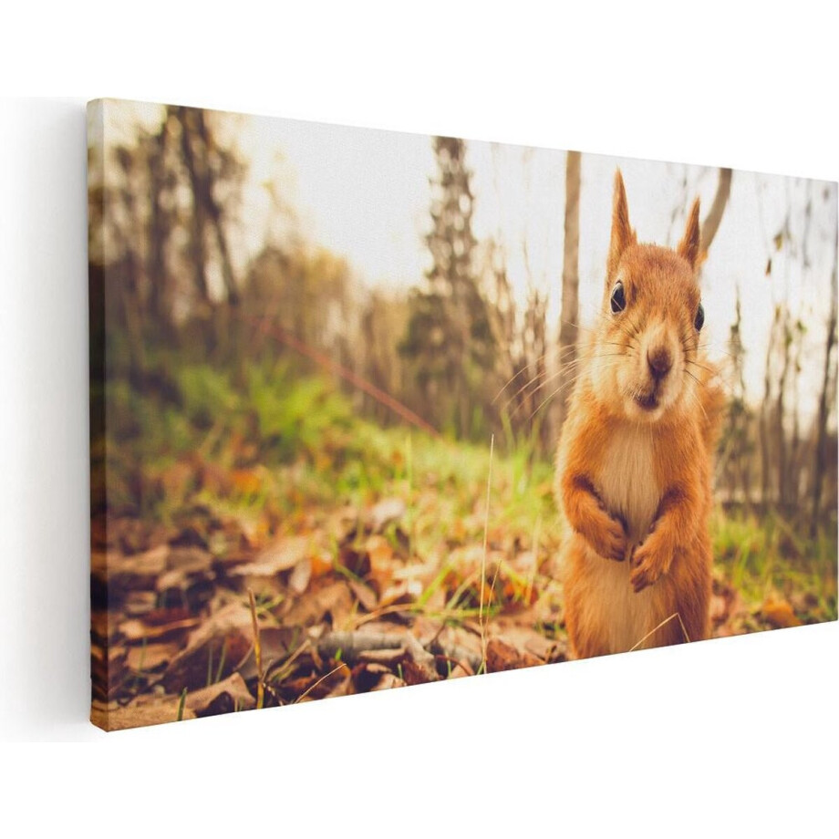 Artaza Canvas Schilderij Eekhoorn in het Bos tijdens de Herfst - 80x40 - Foto Op Canvas - Canvas Print Artaza Canvas Schilderij Eekhoorn in het Bos tijdens de Herfst - 80x40 - Foto Op Canvas - Canvas Print afbeelding 1
