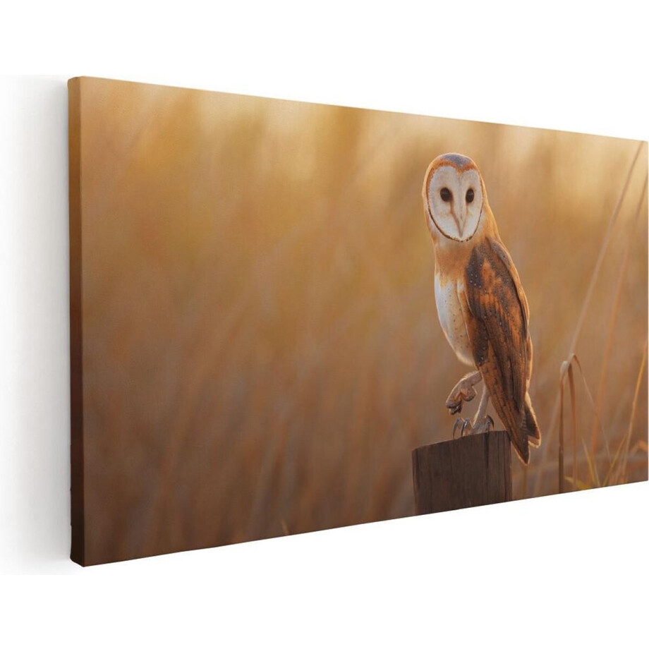 Artaza Canvas Schilderij Kerkuil Op Een Boomstronk - 40x20 - Klein - Foto Op Canvas - Canvas Print afbeelding 1