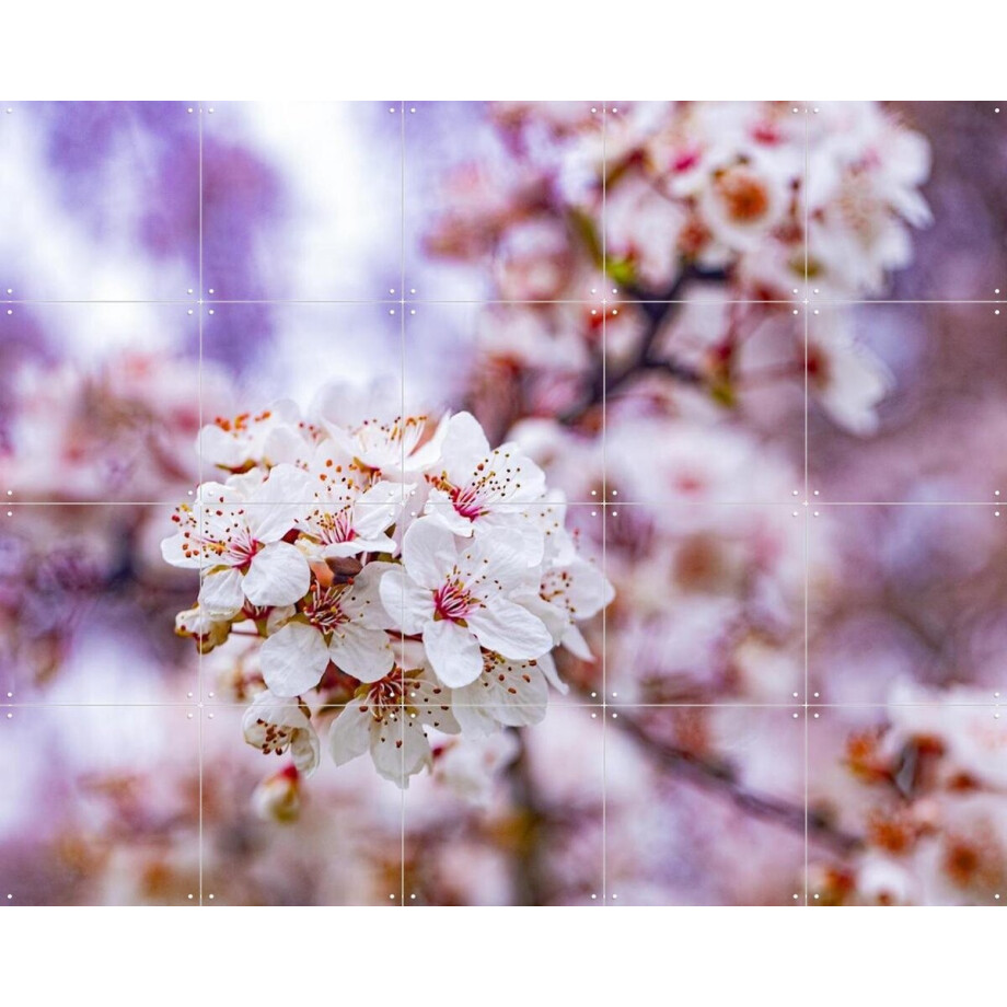 IXXI Spring Flowers, Margriet Hulsker - 100 x 80 cm - Gratis ophangtool - Grote wanddecoratie en posters - Fotografie, Slaapkamer, Woonkamer, Bloemen afbeelding 1