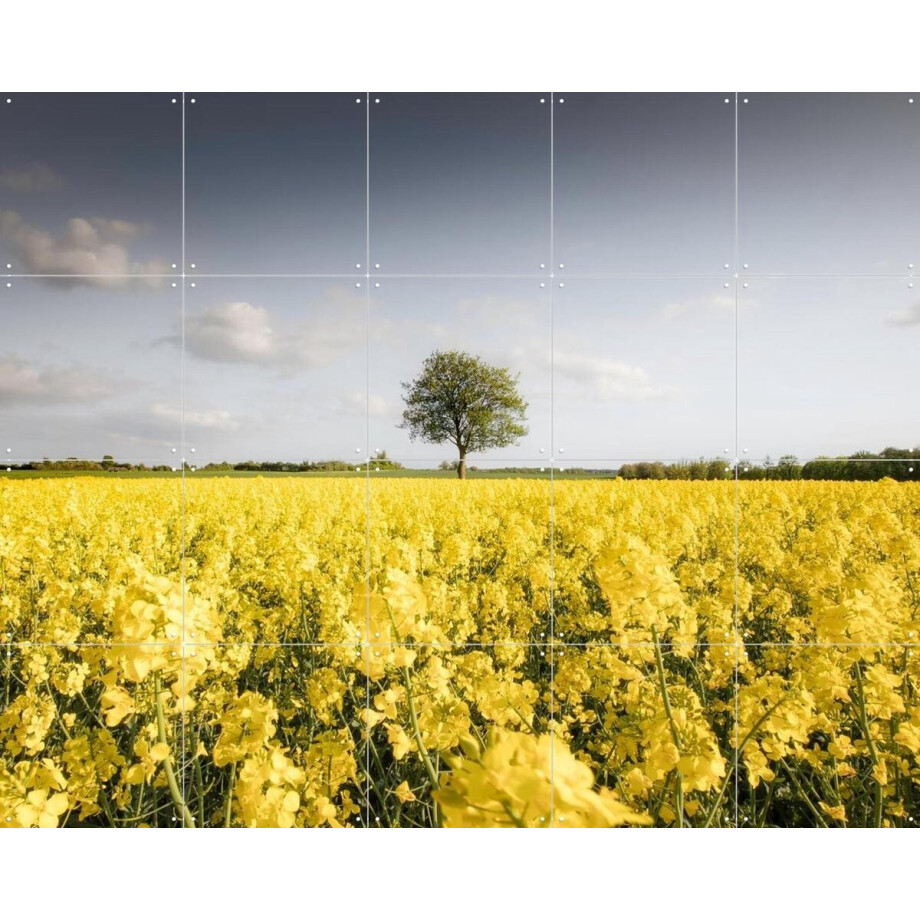 IXXI Golden Field Morning, Claire Droppert - 100 x 80 cm - Gratis ophangtool - Grote wanddecoratie en posters - Fotografie, Woonkamer, Studeerkamer afbeelding 1
