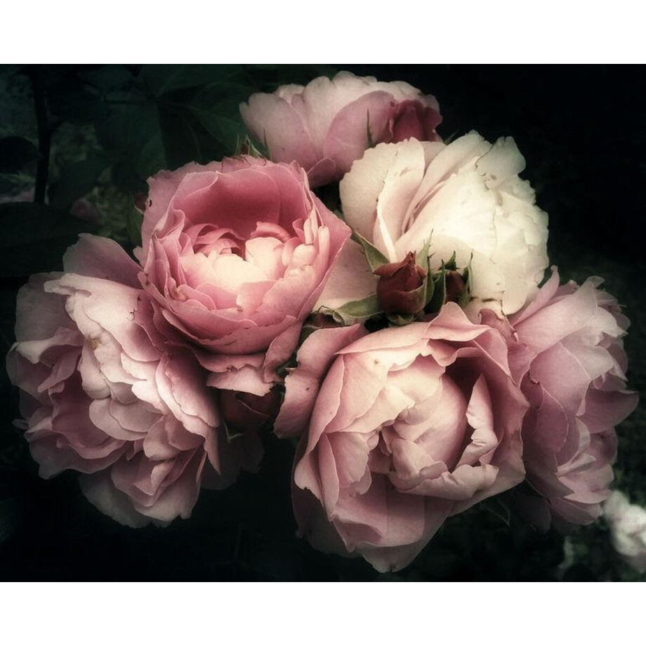 Kristal Helder Galerie kwaliteit Plexiglas 5mm.- Blind Aluminium Ophang-frame- Fotokunst 'Pioen Roses'- luxe wanddecoratie- Akoestisch en UV Werend- inclusief verzending afbeelding 1