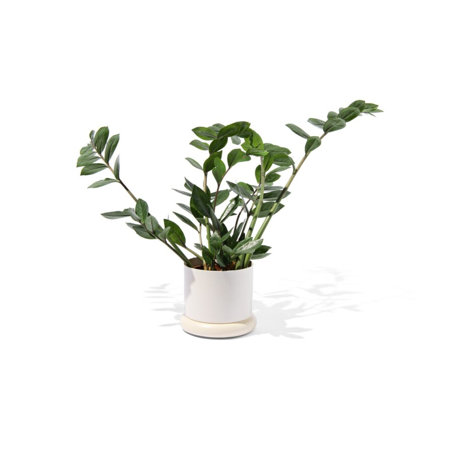 HEMA HEMA Bloempot Ø15.5x12cm Metaal Wit (wit) afbeelding 1