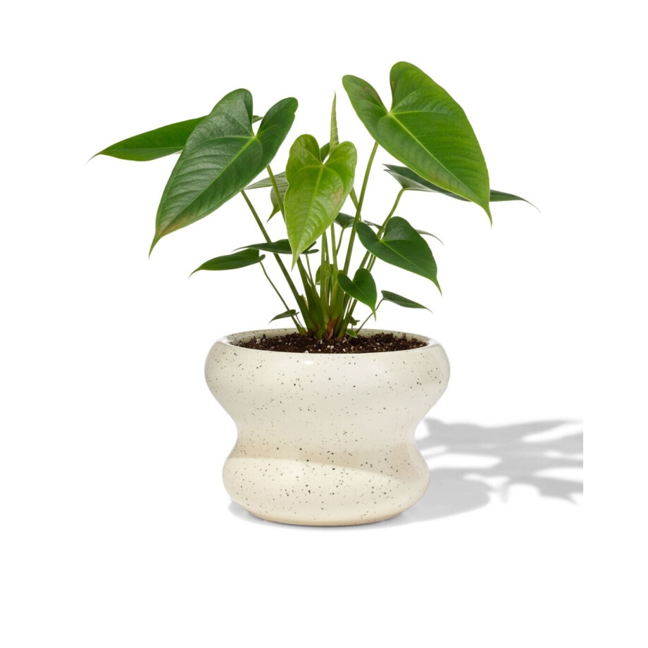 HEMA HEMA Bloempot ⌀13x9cm Keramiek Blob Spikkel Wit (wit) afbeelding 1