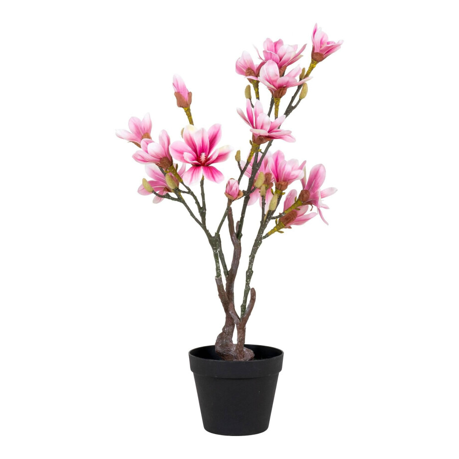 Kunst Magnolie | House Nordic afbeelding 1