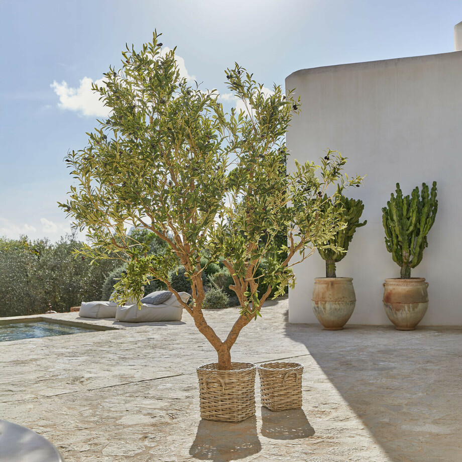 Decoratieve olijfboom Nolaria afbeelding 