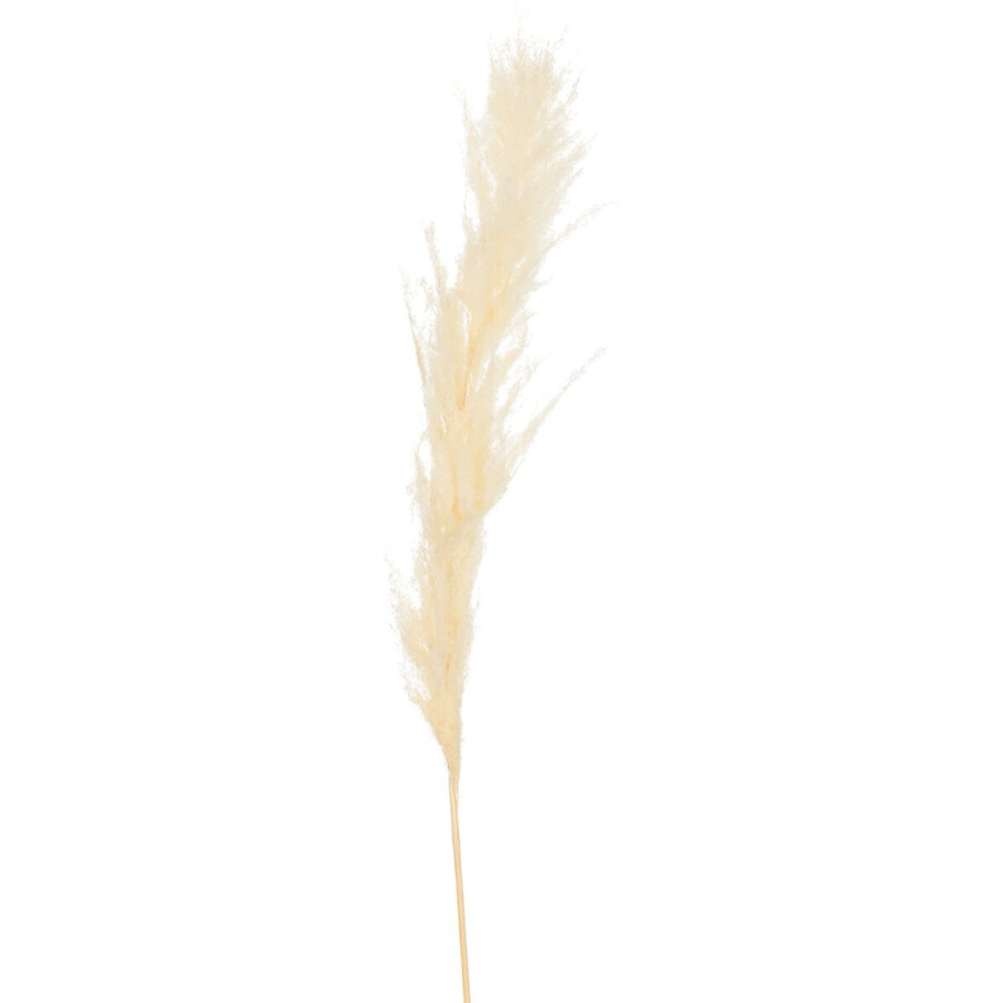 J-Line decoratie tak Pluim Pampasgras - riet - ecru - medium - 12 stuks afbeelding 1