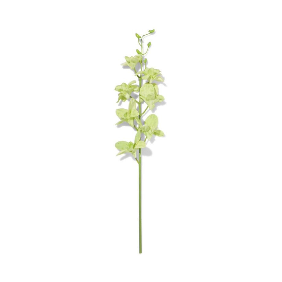HEMA HEMA Kunstbloem Dendrobium 55cm Rubber Groen (groen) HEMA HEMA Kunstbloem Dendrobium 55cm Rubber Groen (groen) afbeelding 1