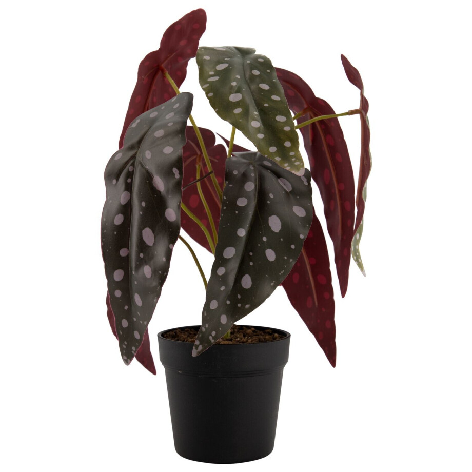 HEMA HEMA Kunstplant Begonia Met Stippen (groen) afbeelding 1