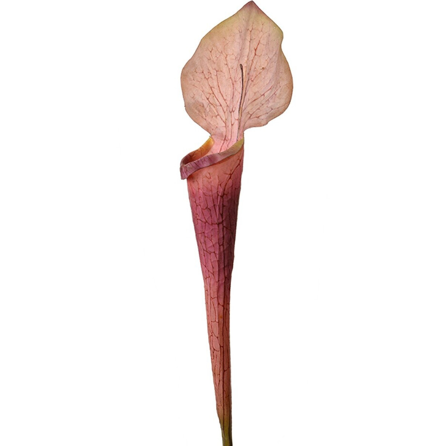 Clayre & Eef Kunstbloem - Zijden 75 cm Paars Kunststof Kunstbloemen afbeelding 1
