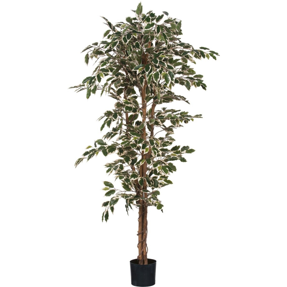 Mica Decorations Ficus Kunstplant - H180 x Ø90 cm - Groen Bont afbeelding 1
