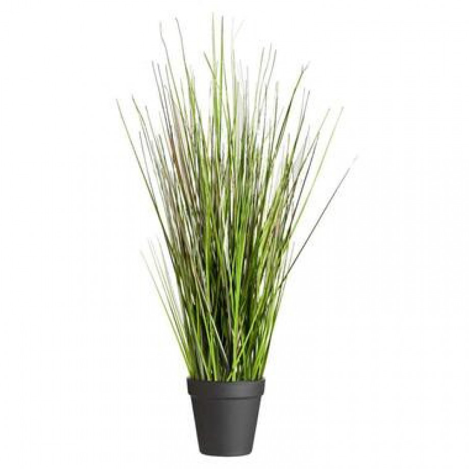 Grass Bush in pot - 35 cm - Leen Bakker afbeelding 1