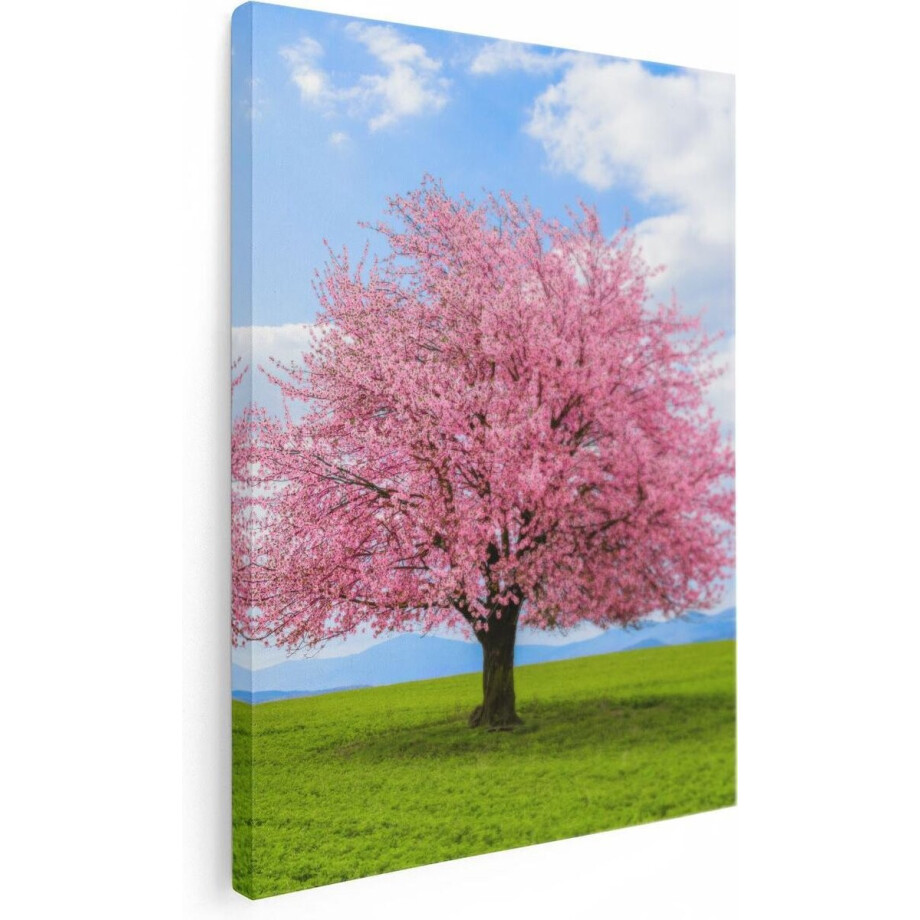 Artaza Canvas Schilderij Roze Sakura Bloesem Boom In Het Groene Veld - 30x40 - Klein - Foto Op Canvas - Canvas Print Artaza Canvas Schilderij Roze Sakura Bloesem Boom In Het Groene Veld - 30x40 - Klein - Foto Op Canvas - Canvas Print afbeelding 1