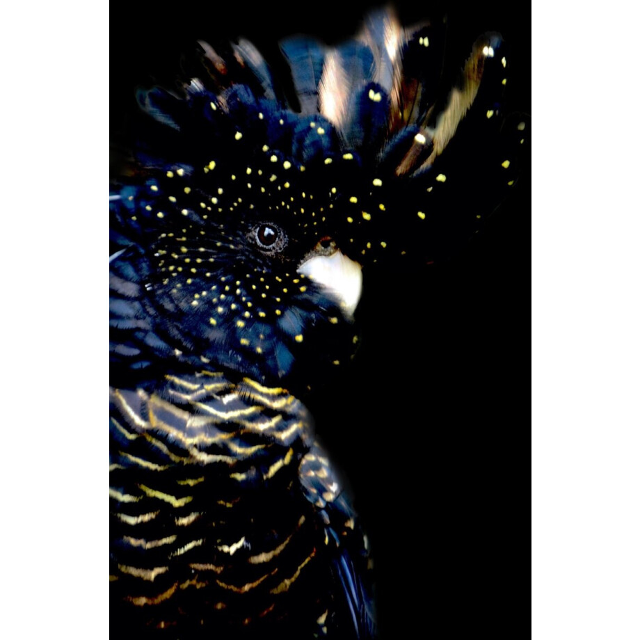 Kristal Helder Galerie kwaliteit Plexiglas 5mm.- Blind Aluminium Ophang-frame- Fotokunst- luxe wanddecoratie- Akoestisch en UV Werend- inclusief verzending afbeelding 1