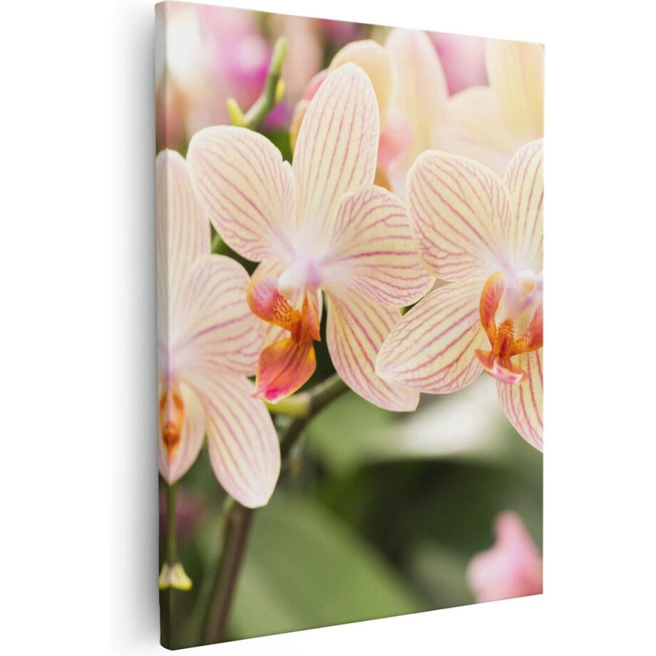 Artaza Canvas Schilderij Gestreepte Witte Orchidee Bloemen - 40x50 - Foto Op Canvas - Canvas Print afbeelding 1