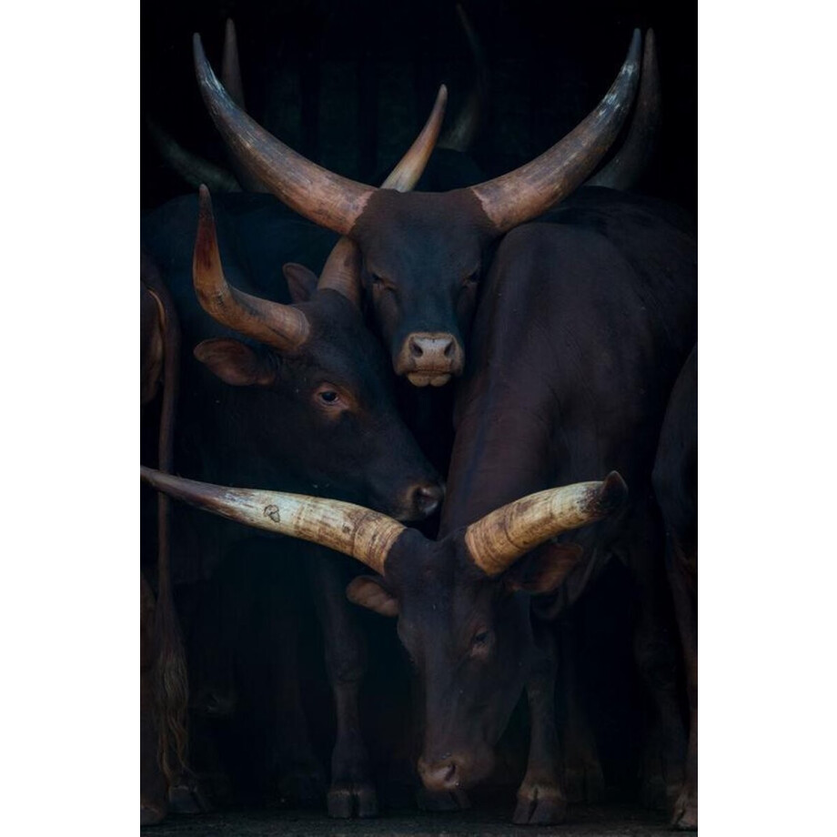 Kristal Helder Galerie kwaliteit Plexiglas 5mm.- Blind Aluminium Ophang-frame- Fotokunst- luxe wanddecoratie- Akoestisch en UV Werend- inclusief verzending afbeelding 1