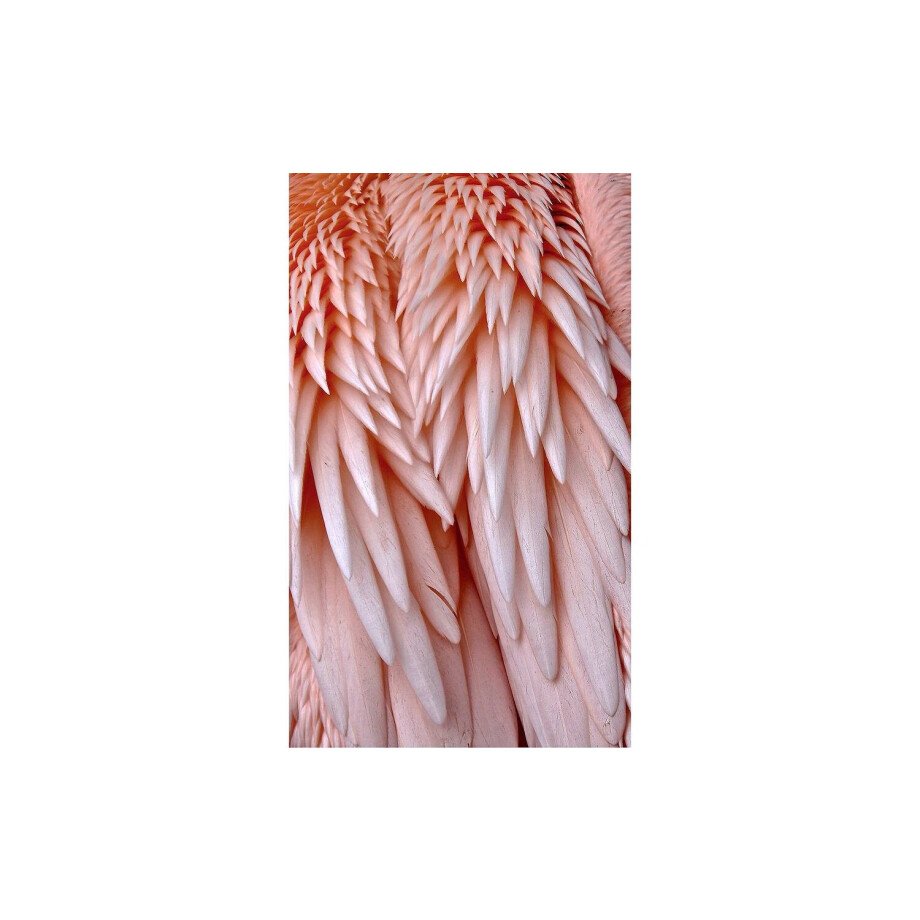 Goossens Schilderij Pink Feather, 70 x 118 cm afbeelding 1