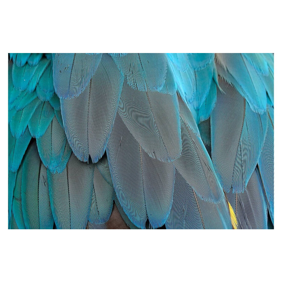 Goossens Schilderij Blue Feathers, 148 x 98 cm Goossens Schilderij Blue Feathers, 148 x 98 cm afbeelding 1