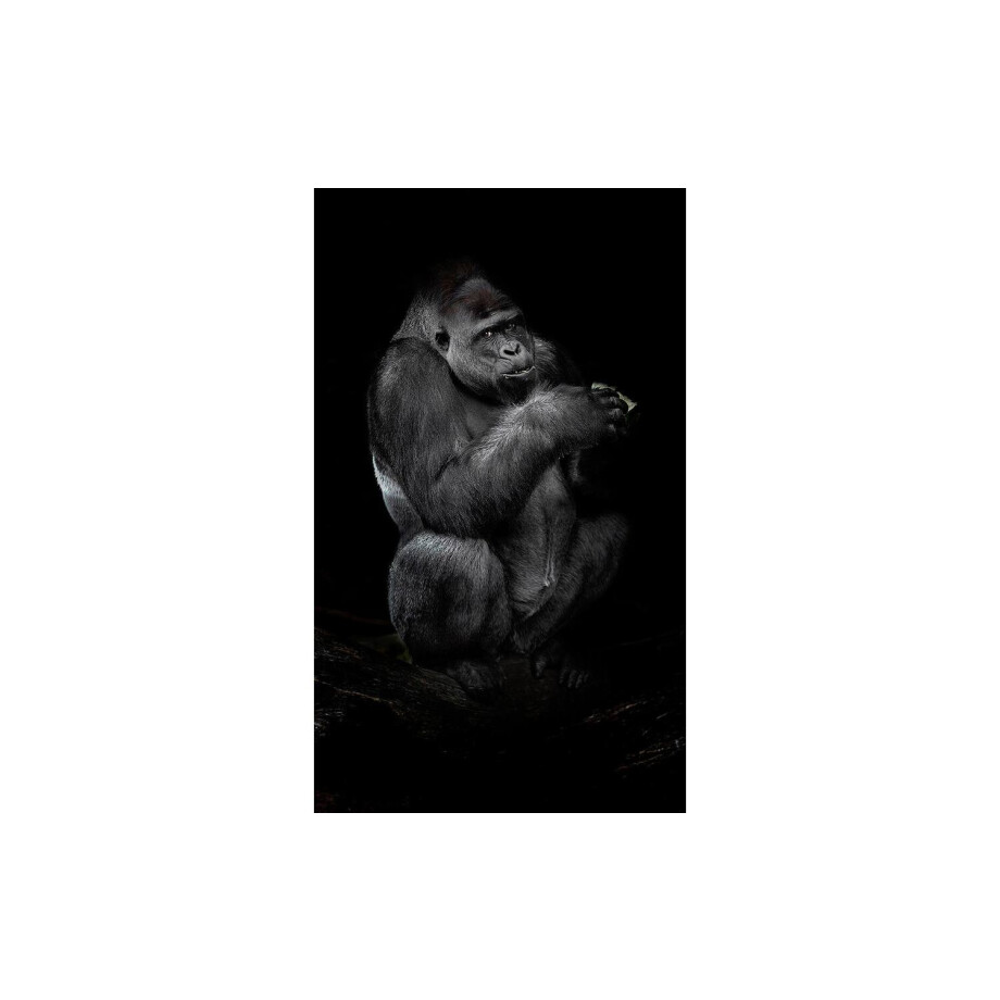 Goossens Schilderij Tarongoo Zoo Gorilla, 70 x 118 cm afbeelding 1