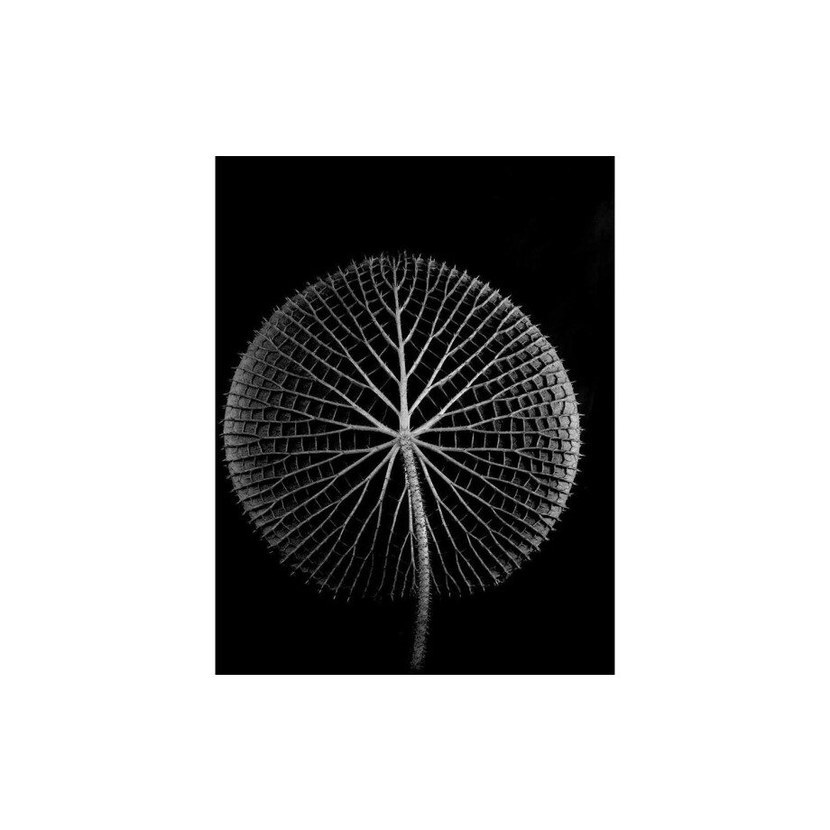 Goossens Schilderij After Midnight, 70 x 118 cm afbeelding 1