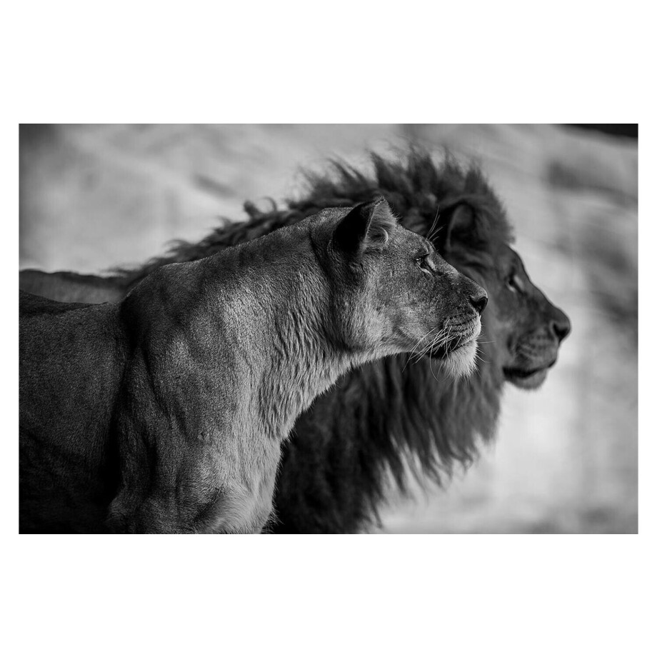 Goossens Schilderij The Lion, 148 x 98 cm Goossens Schilderij The Lion, 148 x 98 cm afbeelding 1