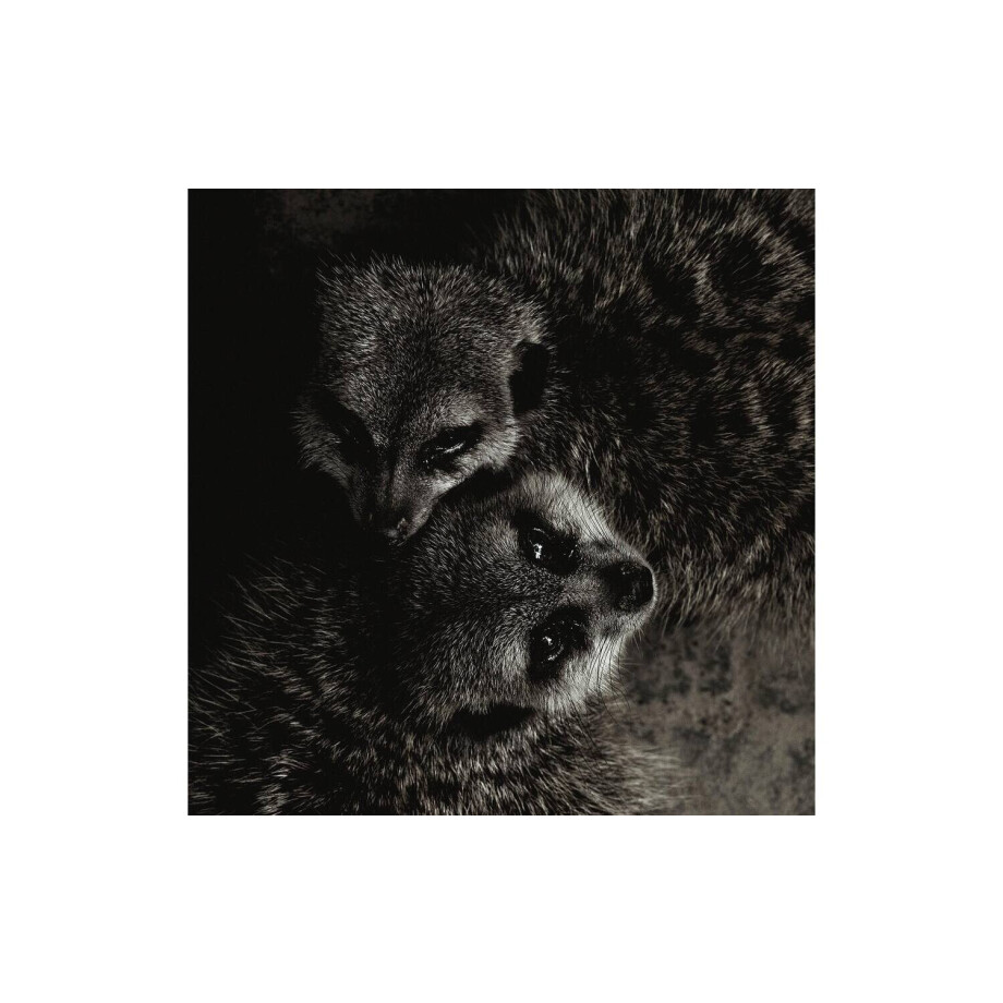 Goossens Schilderij Wild Life, 74 x 74 cm afbeelding 1