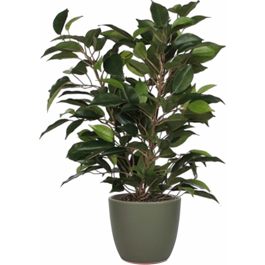Mica Decorations Ficus kunstplant - groen - 40 cm - met plantenpot - groen - keramiek - D13.5 en H12.5 cm afbeelding 1