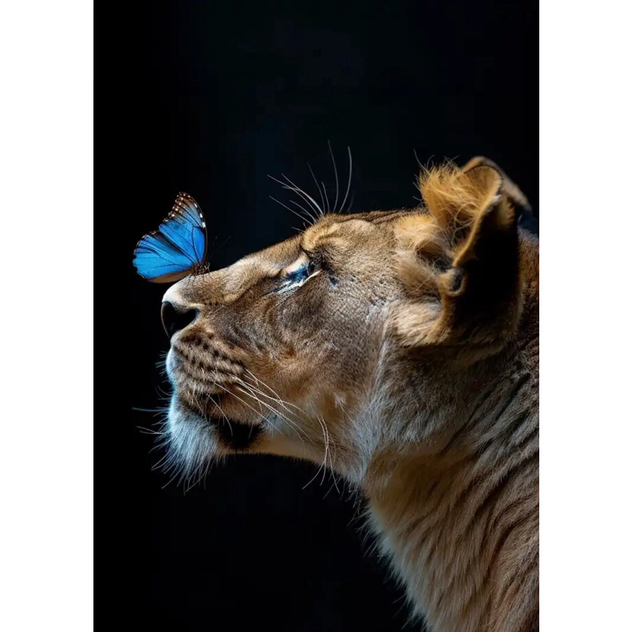 Luxe Wanddecoratie - Fotokunst - Galerie Kwaliteit Kristal Helder Plexiglas 5mm - Blind Aluminium Ophangsysteem - 60 x 90 - Akoestisch en UV Werend - inclusief verzending Luxe Wanddecoratie - Fotokunst - Galerie Kwaliteit Kristal Helder Plexiglas 5mm - Blind Aluminium Ophangsysteem - 60 x 90 - Akoestisch en UV Werend - inclusief verzending afbeelding 1