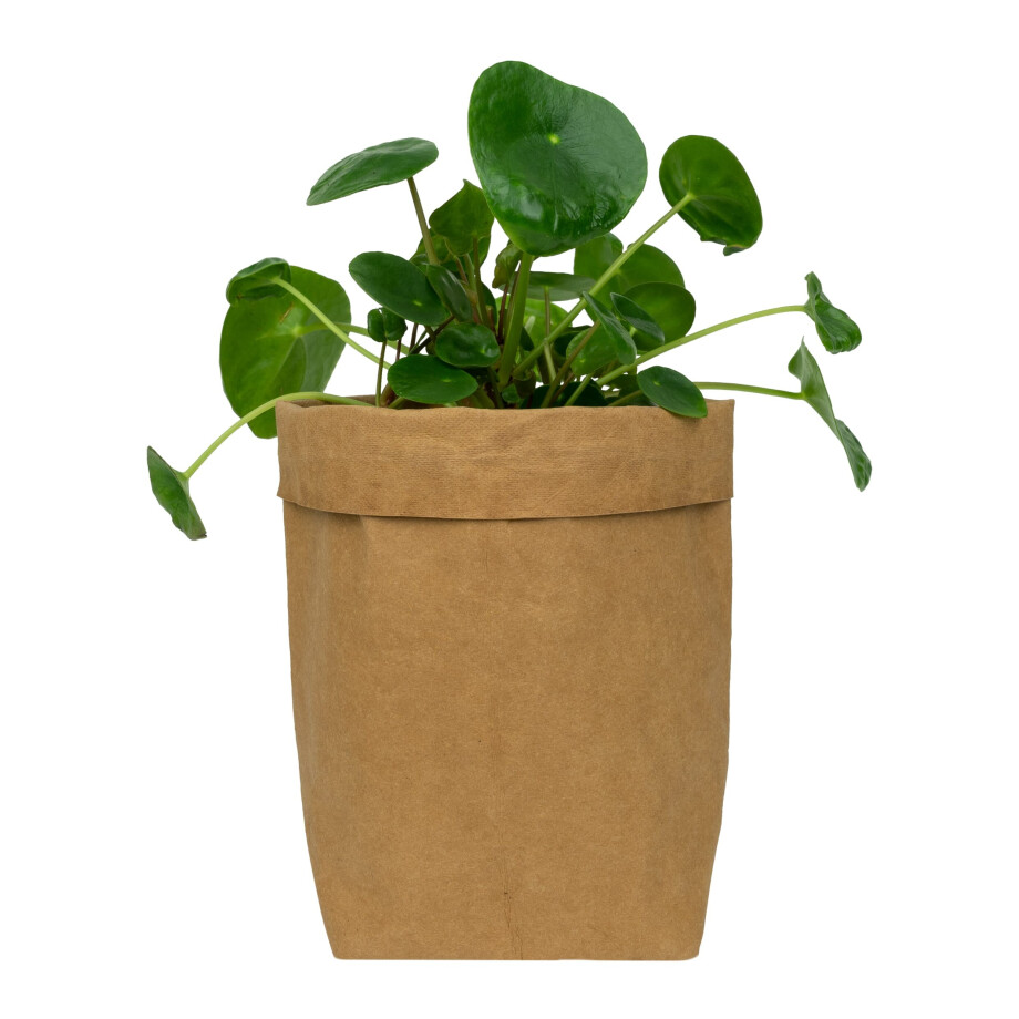 QUVIO Plantenzak - Kraftpapier - 10 x 10 x 20 cm - Bruin afbeelding 1