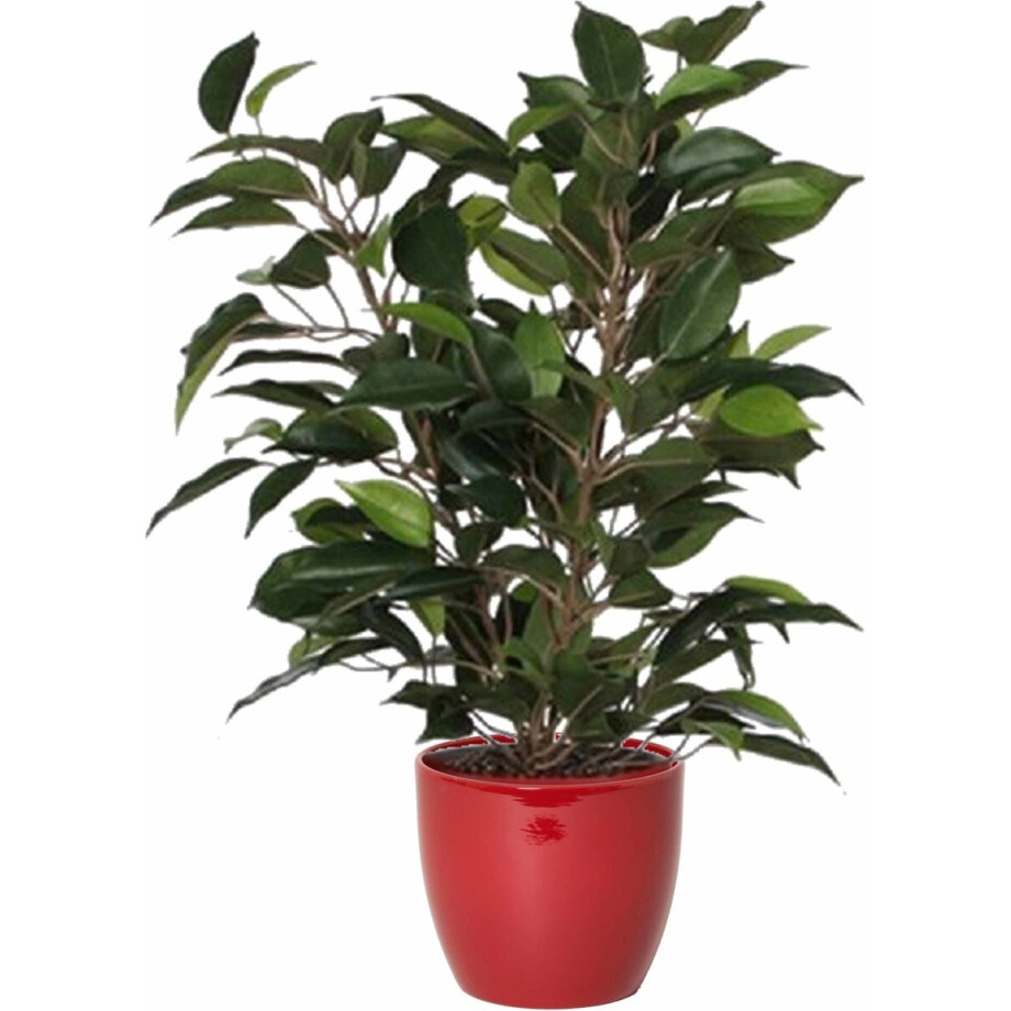 Mica Decorations Ficus kunstplant - groen - 40 cm - met plantenpot - rood - keramiek - D13.5 en H12.5 cm Mica Decorations Ficus kunstplant - groen - 40 cm - met plantenpot - rood - keramiek - D13.5 en H12.5 cm afbeelding 1