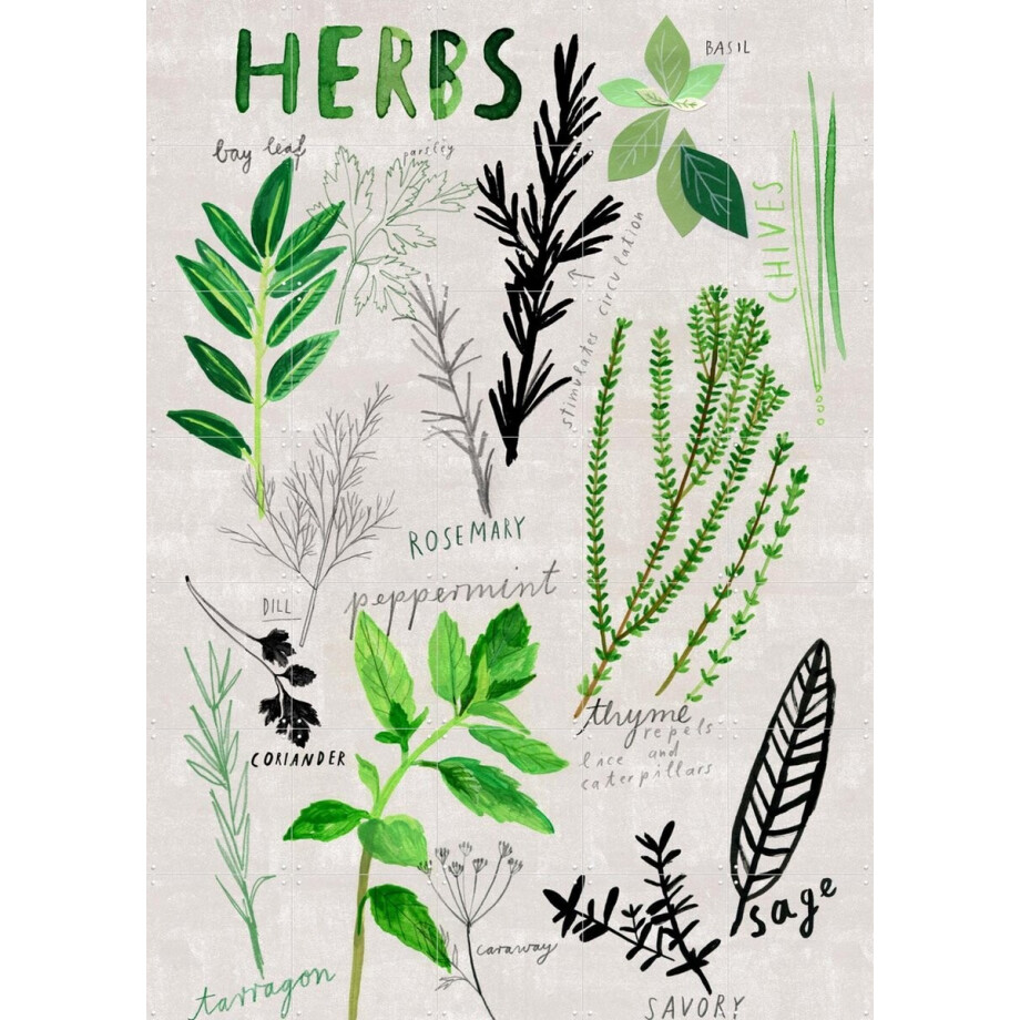 IXXI Herbs, Signorinah - 100 x 140 cm - Gratis ophangtool - Grote wanddecoratie en posters - Illustraties, Speels, Woonkamer, Eetkamer, Keuken afbeelding 1