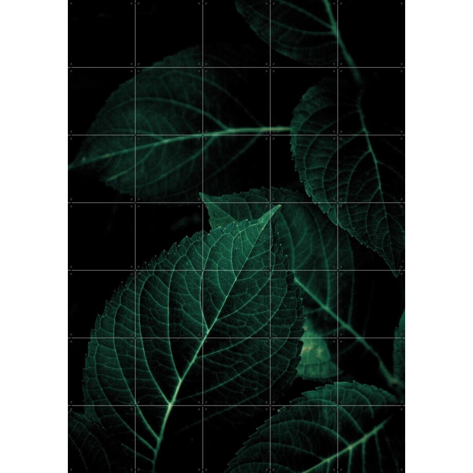 IXXI Dark Leaves, Mareike Böhmer - 100 x 140 cm - Gratis ophangtool - Grote wanddecoratie en posters - Naturalisme, Fotografie, Slaapkamer, Woonkamer IXXI Dark Leaves, Mareike Böhmer - 100 x 140 cm - Gratis ophangtool - Grote wanddecoratie en posters - Naturalisme, Fotografie, Slaapkamer, Woonkamer afbeelding 1